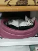 Кот Барс в добрые руки