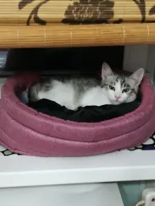 Кот Барс в добрые руки
