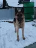 Щенки немецкой овчарки