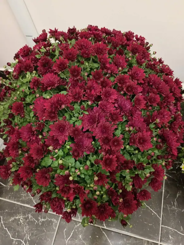 Хризантема мультифлора