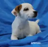 Щенки Джек Рассел терьера