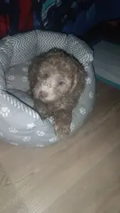 Собака