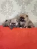 Щенки померанского шпица