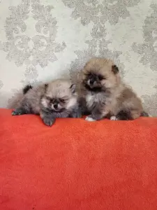 Щенки померанского шпица