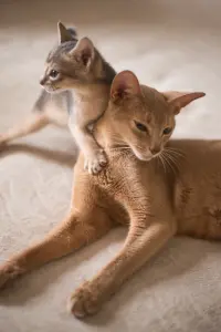 Абиссинские котята