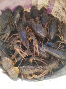 Раки живые