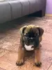 Щенок Французского бульдога