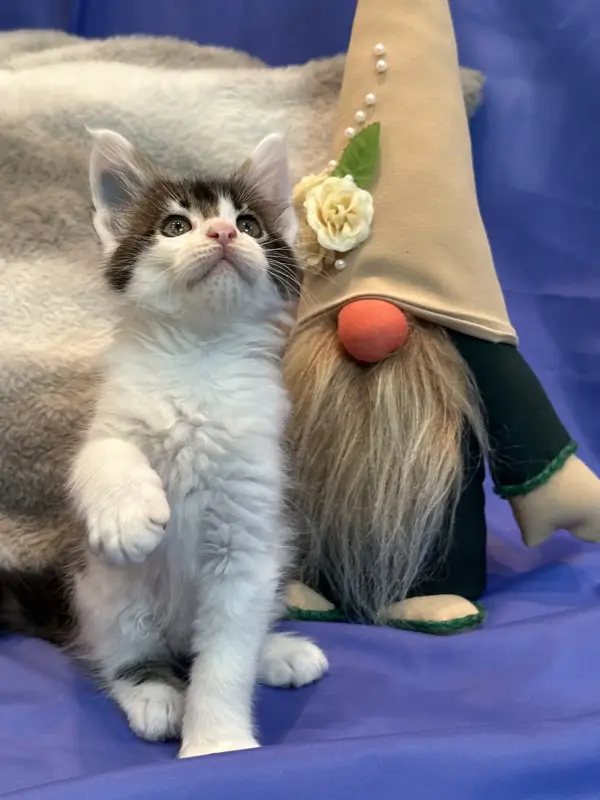 Мейн-Кун котята