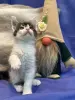 Мейн-Кун котята