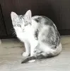Кошка София в добрые руки