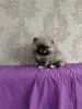 Девочка померанского шпица