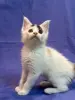 Мейн-Кун котята