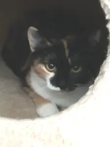Котенок Миса в добрые руки
