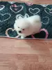Померанский шпиц мальчик.