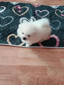 Померанский шпиц мальчик.
