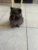 Щенки шпица