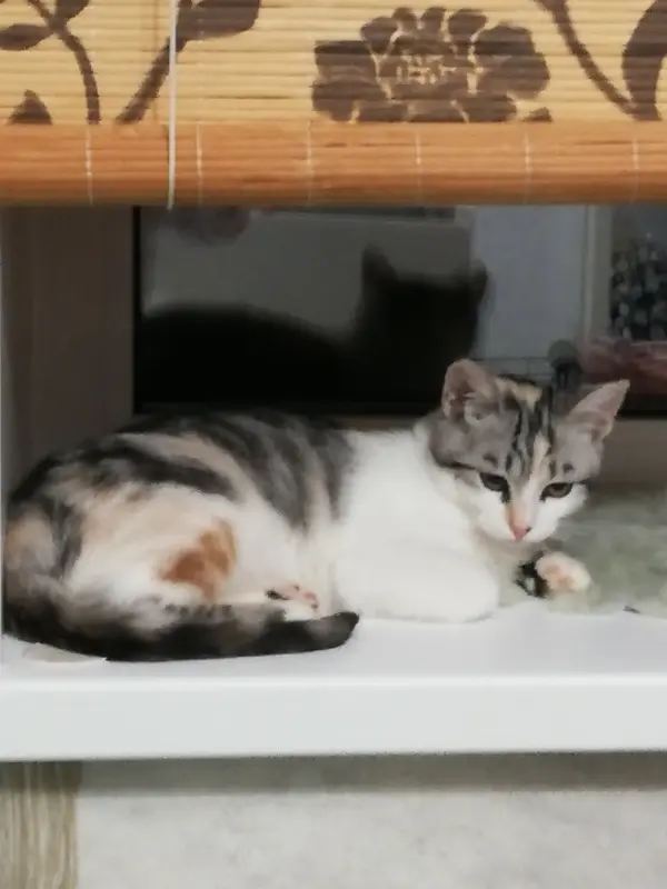 Кошка София в добрые руки