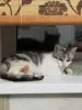 Кошка София в добрые руки