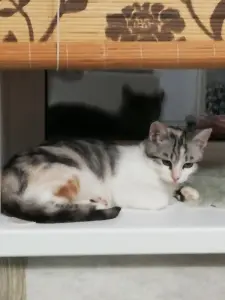 Кошка София в добрые руки