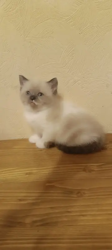 Кошечка