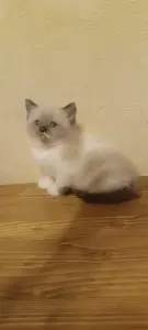 Кошечка