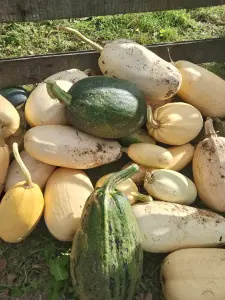 Кабачки.
