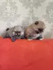Щенки померанского шпица