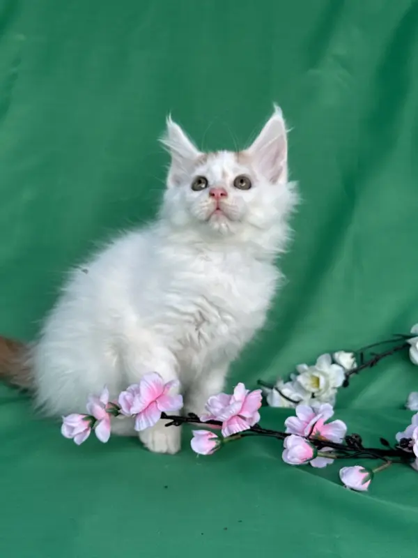 Мейн-Кун котята