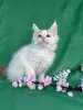 Мейн-Кун котята