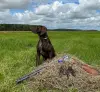 Щенки немецкого курцхаара
