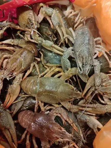 Раки живые