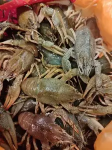 Раки живые