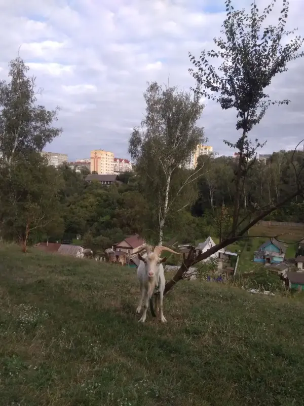Козел