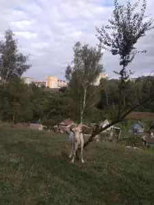 Козел
