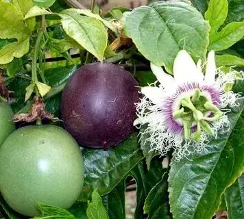 Саженцы Маракуйи