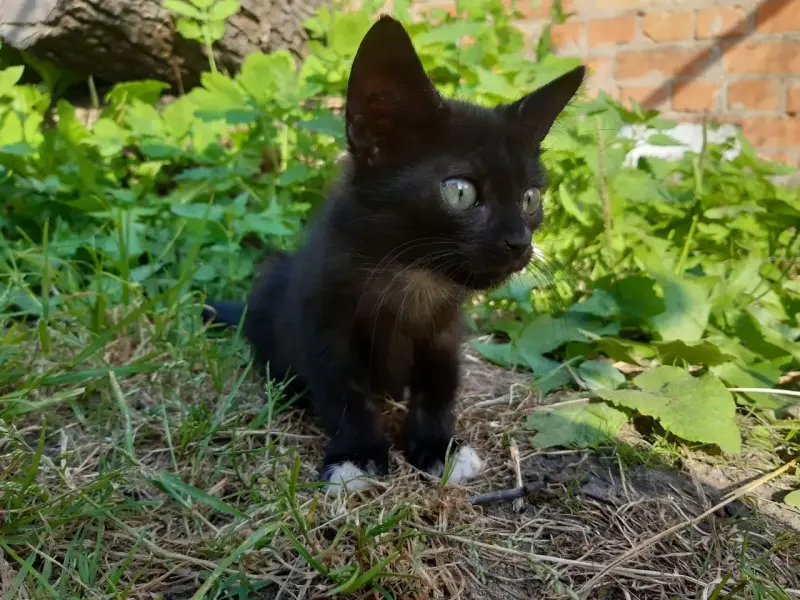 Котята