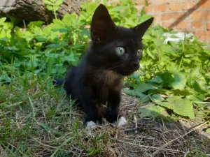 Котята