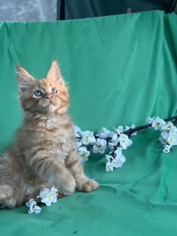 Мейн-Кун котята