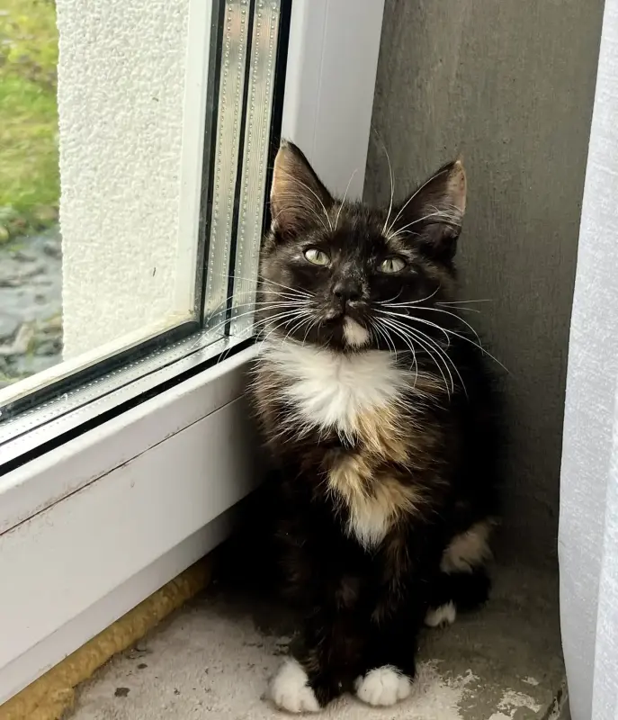 В дар нежная красивая котёнок-девочка