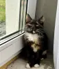 В дар нежная красивая котёнок-девочка
