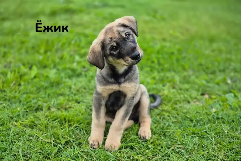 Милые щеночки в дар