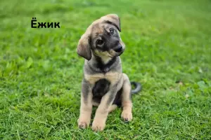 Милые щеночки в дар