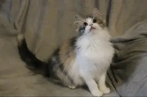 Кошка Миса в добрые руки