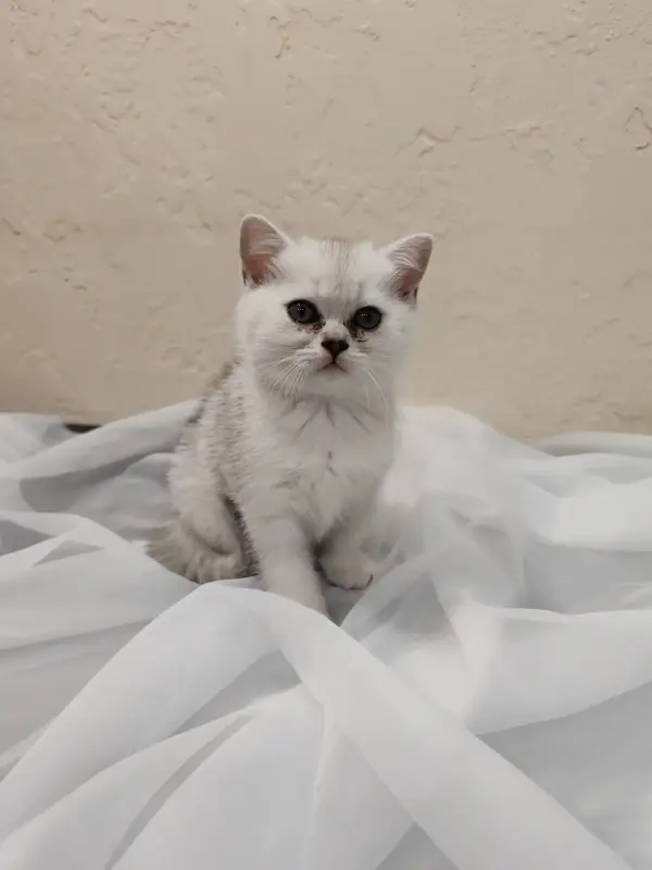 Шотландский котенок