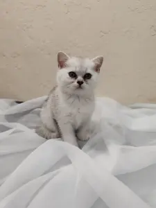 Шотландский котенок