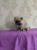 Девочка померанского шпица