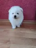 Белый мальчик померанского шпица