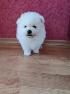 Белый мальчик померанского шпица