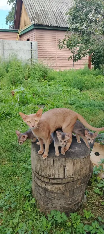 Абиссинские котята