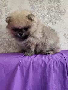 Мальчик померанского шпица